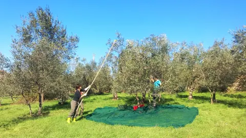 Nizip'te yağış sonrası zeytin hasadı sabah erken saatlerde başladı