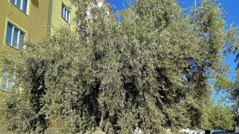 Nizip’te Arif Güran’dan yürüyüş sonrası Gaziantep girişine varış