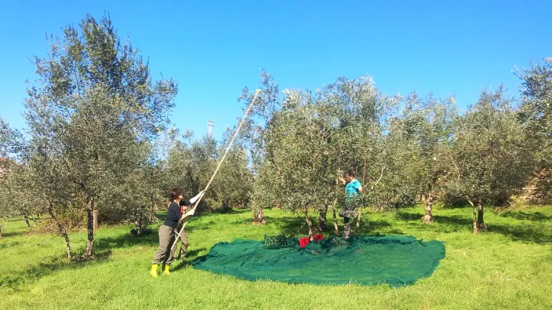 Nizip'te yağış sonrası zeytin hasadı sabah erken saatlerde başladı